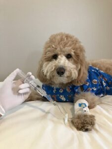A goldendoodle with a white muzzle lays in a blue patient gown with an IV attached to gauze that is wrapped around his arm.